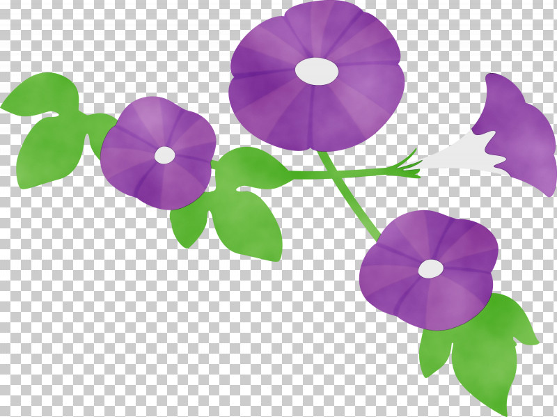 Violet Purple Flower Plant Morning Glory PNG, Clipart, Flower, Impatiens, Leaf, Morning Glory, Morning Glory Family Free PNG Download