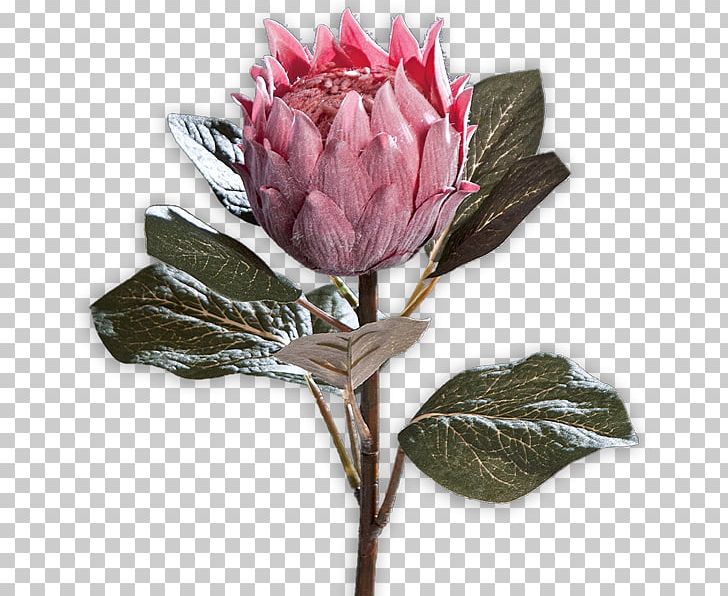 Cabbage Rose Cut Flowers Sugarbushes Petal Bud PNG, Clipart, Bud, Cut Flowers, Flower, Flowering Plant, Others Free PNG Download