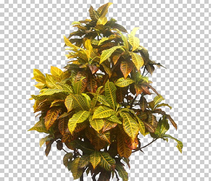 Garden Croton Tree Shrub PNG, Clipart, Arecaceae, Codiaeum, Croton, Deciduous, Garden Free PNG Download