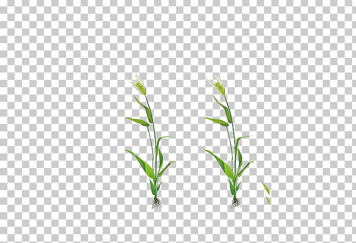 Wheat Green PNG, Clipart, Adobe Illustrator, Background Green, Branch, Download, Ear Free PNG Download