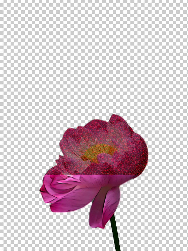 Lotus Flower Summer Flower PNG, Clipart, Cut Flowers, Floral Design, Flower, Flower Bouquet, Leaf Free PNG Download