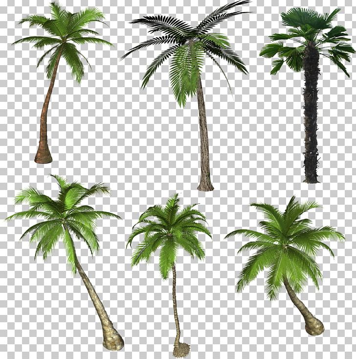 Arecaceae Flowering Plant Tree Drawing PNG, Clipart, Arecaceae, Arecales, Asian Palmyra Palm, Borassus Flabellifer, Date Palm Free PNG Download