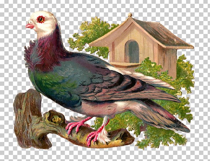 Bird Nest Box PNG, Clipart, Animals, Beak, Bird, Bird House, Bird Nest Free PNG Download