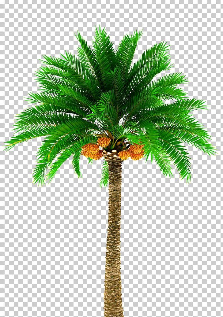 Date Palm Arecaceae Stock Photography Tree PNG, Clipart, Arecaceae, Arecales, Borassus Flabellifer, Coconut, Date Palm Free PNG Download