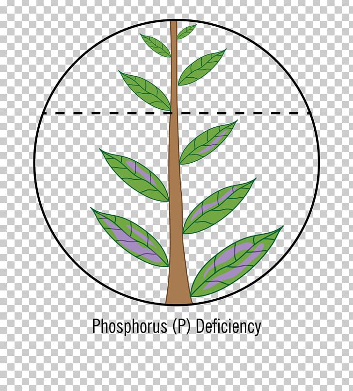 Leaf Plant Stem Line PNG, Clipart, Area, Grass, Leaf, Line, Organism Free PNG Download