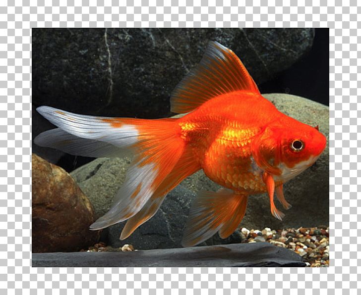 Ryukin Fantail Oranda Common Goldfish Koi PNG, Clipart, Animals, Aquarium, Aquariums, Bony Fish, Breed Free PNG Download