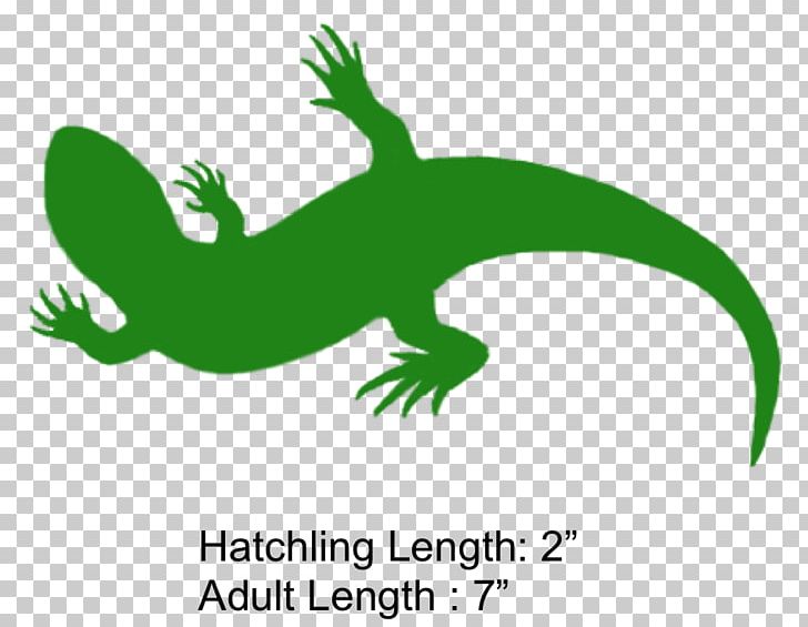 Gecko Frog Lizard Beak PNG, Clipart, Amphibian, Animals, Beak, Character, Coal Free PNG Download
