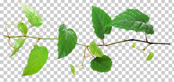 Leaf Plant Twig PNG, Clipart, Background Green, Branch, Branches, Download, Euclidean Vector Free PNG Download