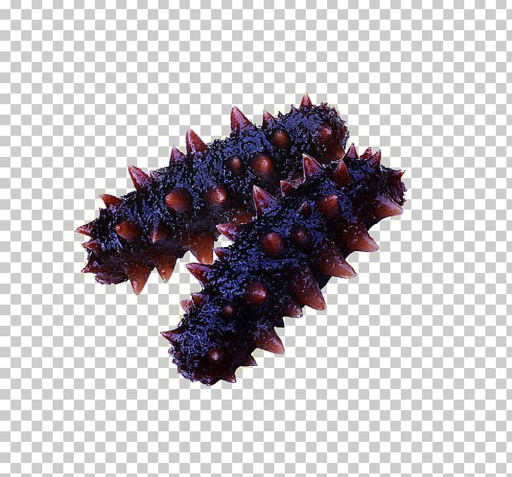 Sea Cucumber Purple Concepteur Vecteur PNG, Clipart, Animal, Concepteur, Cucumber, Designer, Food Free PNG Download