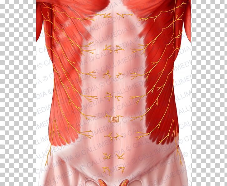 Abdomen Abdominal Wall Rectus Abdominis Muscle Thoraco-abdominal Nerves PNG, Clipart, Abdomen Anatomy, Abdominal Cavity, Abdominal External Oblique Muscle, Anatomy, Costume Design Free PNG Download