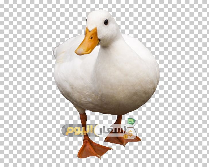 Duck Bird Domestic Goose PNG, Clipart, American Pekin, Animal, Animals, Background Size, Beak Free PNG Download