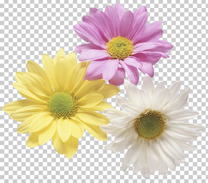 Flower Gift PNG, Clipart, Anniversary, Annual Plant, Aster, Birthday, Chrysanths Free PNG Download