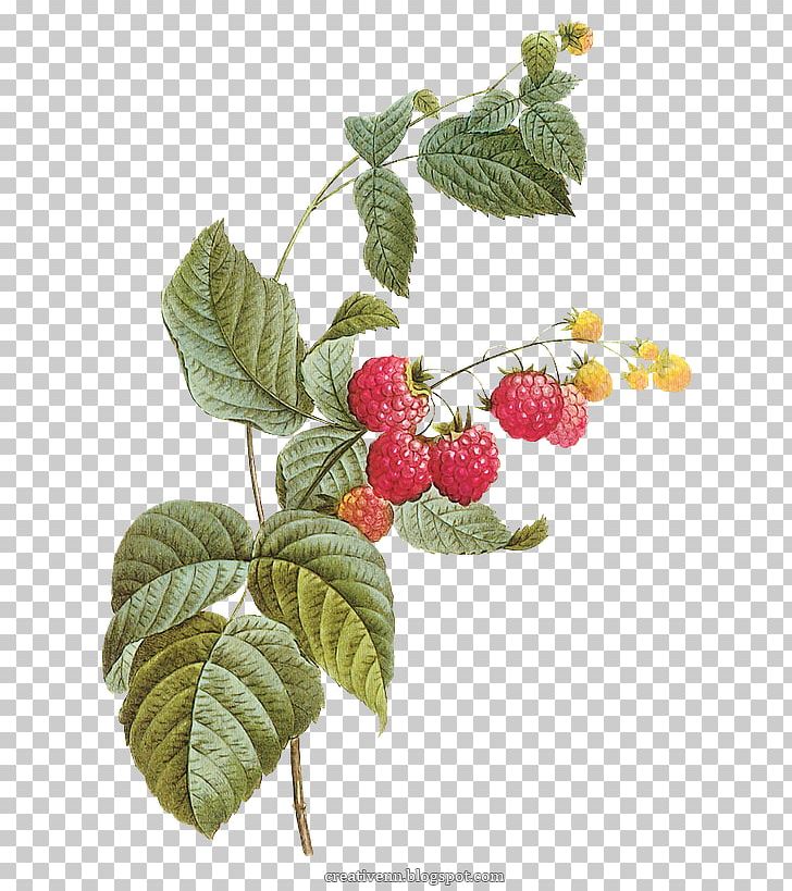 Red Raspberry Stock Photography PNG, Clipart, Berry, Branch, Cherry, Desktop Wallpaper, Food Free PNG Download