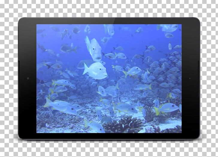 Coral Marine Biology Desktop Computer PNG, Clipart, Apk, Aquarium, Aquarium Lighting, Biology, Computer Free PNG Download