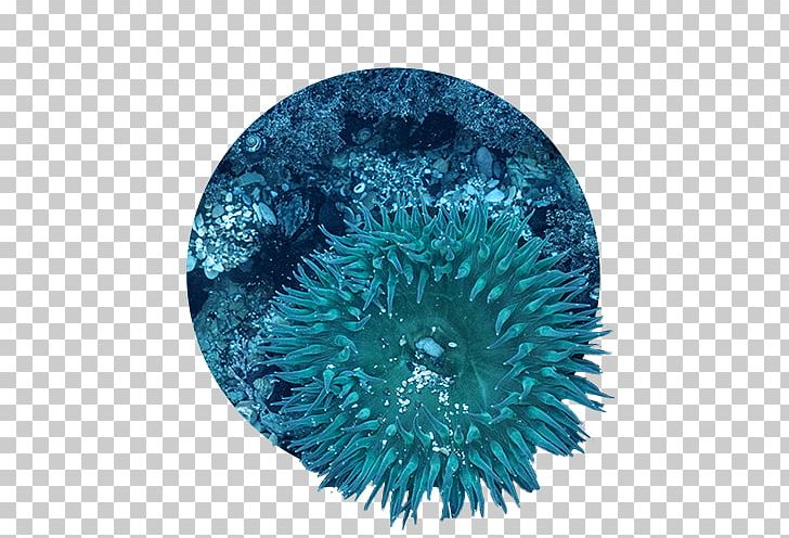 Coral Reef Great Barrier Reef Organism PNG, Clipart, Aqua, Blue, Coral, Coral Reef, Ecosystem Free PNG Download
