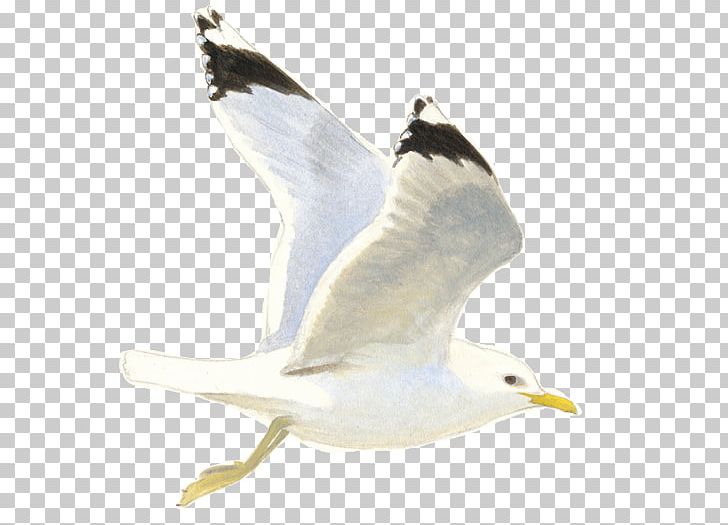 European Herring Gull Great Black-backed Gull Gulls Common Gull Laridae PNG, Clipart, Aile, Beak, Bird, Birdlife Netherlands, Bird Watching Free PNG Download