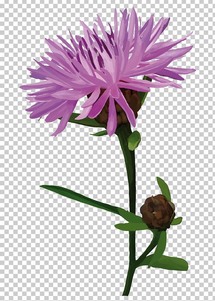 Silybum Plants Flower Pink Plant Stem PNG, Clipart, Annual Plant, Aster, Caterpillar, Competition, Cut Flowers Free PNG Download