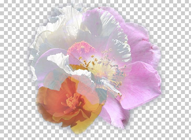 Aster Restaurant Cut Flowers Peony Moth Orchids PNG, Clipart, Aster, Cut Flowers, Facebook, Flower, Flowering Plant Free PNG Download