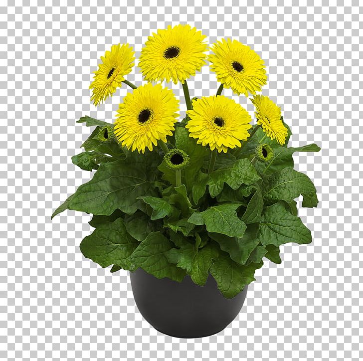 Flowerpot Cut Flowers Chrysanthemum Common Sunflower PNG, Clipart, Annual Plant, Common Daisy, Cut Flower, Daisy Family, Florist Free PNG Download