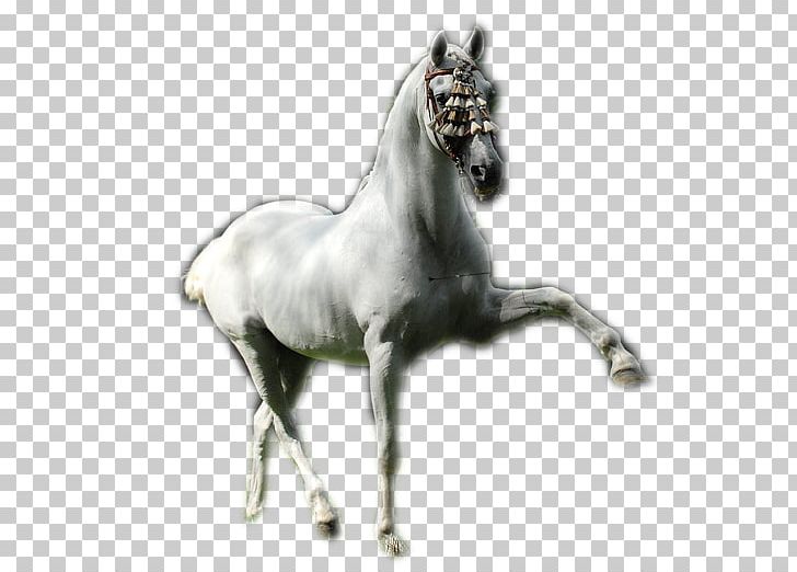 Stallion Mustang Foal Colt Mare PNG, Clipart, Animal Figure, Bridle, Charles Lutwidge Dodgson, Colt, Foal Free PNG Download
