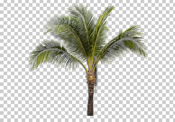 Asian Palmyra Palm Arecaceae Sabal Palm Date Palm PNG, Clipart, Arecaceae, Arecales, Asian Palmyra Palm, Attalea, Attalea Speciosa Free PNG Download
