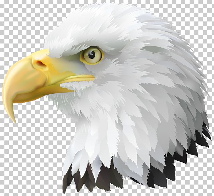 Bald Eagle PNG, Clipart, Accipitriformes, American Eagle, American Eagle Outfitters, Bald Eagle, Beak Free PNG Download