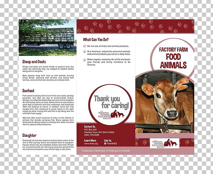 Cattle Goat Brochure Animal Welfare Humane Society PNG, Clipart, Accounting, Advertising, Animal, Animal Rescue Group, Animal Rights Free PNG Download