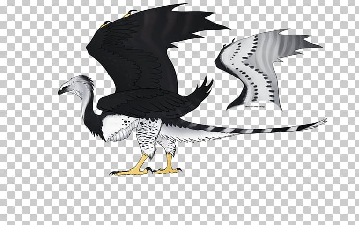 Eagle Water Bird Beak PNG, Clipart, Animals, Beak, Bird, Bird Of Prey, Cartoon Free PNG Download