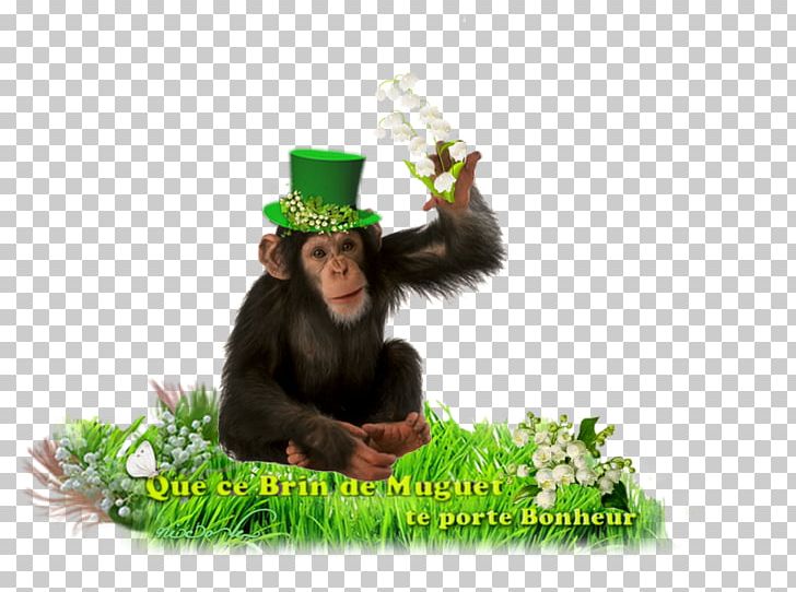 Common Chimpanzee Im Zoo Gorilla PNG, Clipart, 1 May, Bear, Chimpanzee, Common Chimpanzee, Dorling Kindersley Free PNG Download
