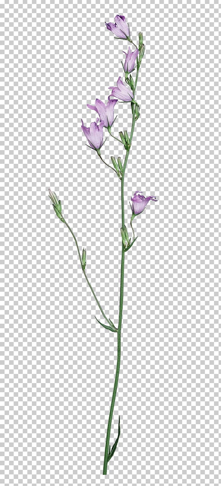 Cut Flowers Plant Stem Flora Idea PNG, Clipart, 2011, August, Branch, Cut Flowers, Family Free PNG Download