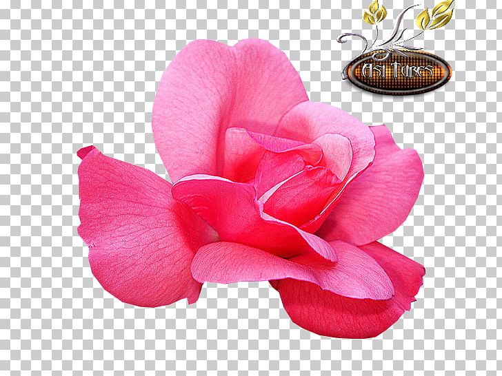 Garden Roses Cut Flowers Petal Pink M PNG, Clipart, Asi, Closeup, Cut Flowers, Flower, Flowering Plant Free PNG Download