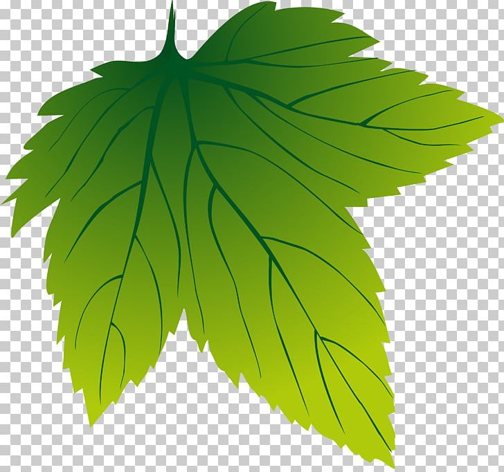 Grape Leaves Leaf Plant Tree Grapevines PNG, Clipart, Bay Leaves, Grape Leaves, Grapevines, Green, Leaf Free PNG Download
