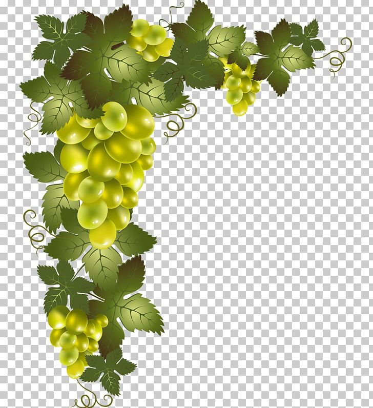 Vine Portable Network Graphics Drawing PNG, Clipart, Art, Decoupage, Drawing, Flowering Plant, Food Free PNG Download