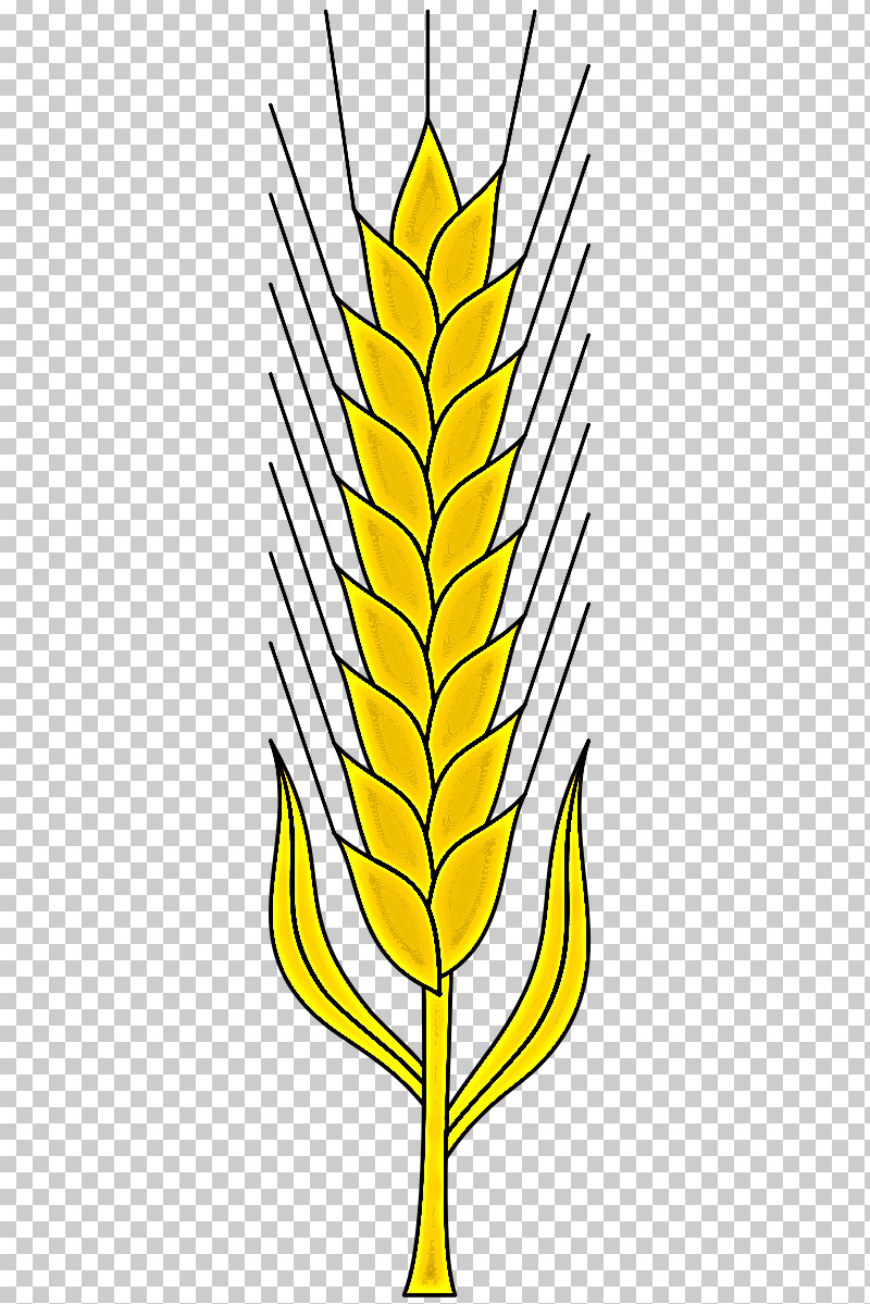 Wheat PNG, Clipart, Elymus Repens, Food Grain, Grass Family, Leaf, Line Free PNG Download