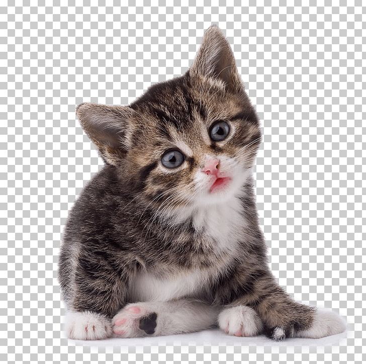 Cat Kitten PNG, Clipart, American Wirehair, Animals, Asian, Black Cat, Cachorro Free PNG Download