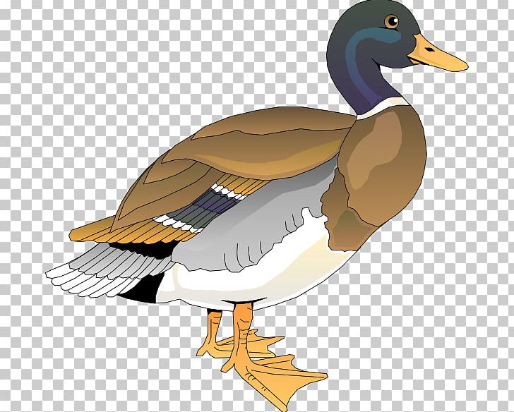 Duck Free Content PNG, Clipart, Beak, Bird, Clker Cliparts, Computer Icons, Download Free PNG Download
