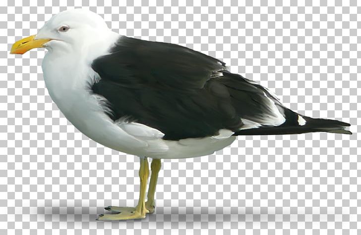 Great Black-backed Gull European Herring Gull Bird PNG, Clipart, Animals, Beak, Bird, Charadriiformes, Computer Icons Free PNG Download