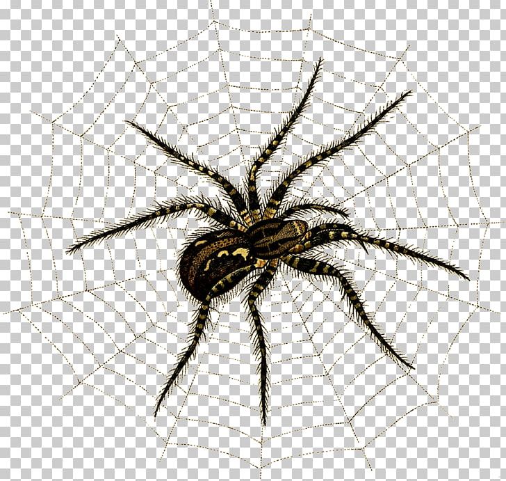 Spider Web Angulate Orbweavers Insect Arthropod PNG, Clipart, Angulate, Angulate Orbweavers, Animal, Arachnid, Araneus Free PNG Download