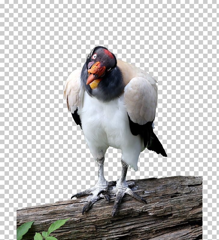 Beak King Vulture Animal PNG, Clipart, Animal, Beak, Bird, Clownfish, Cutout Free PNG Download