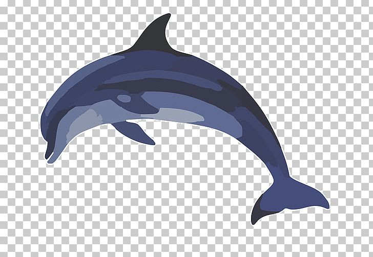 Common Bottlenose Dolphin Common Dolphin PNG, Clipart, Animals, Bottlenose Dolphin, Common Bottlenose Dolphin, Cuteness, Fauna Free PNG Download