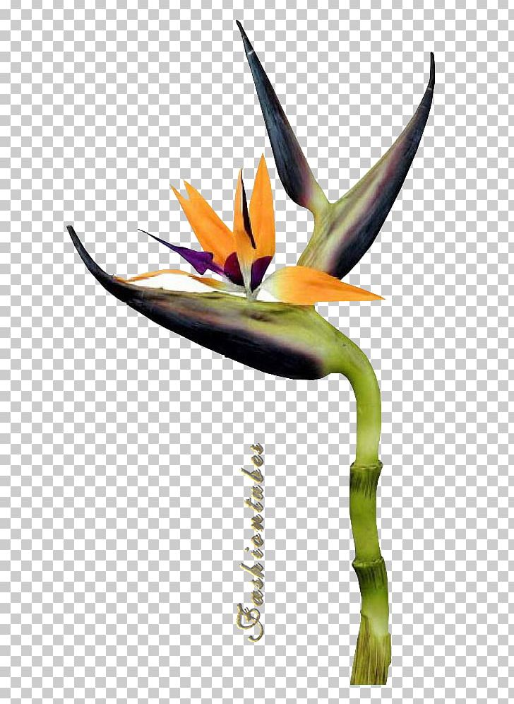 Flower Petal Drawing Bird PNG, Clipart, Bird, Bird Of Paradise Flower, Birthday, Canvas, Drawing Free PNG Download