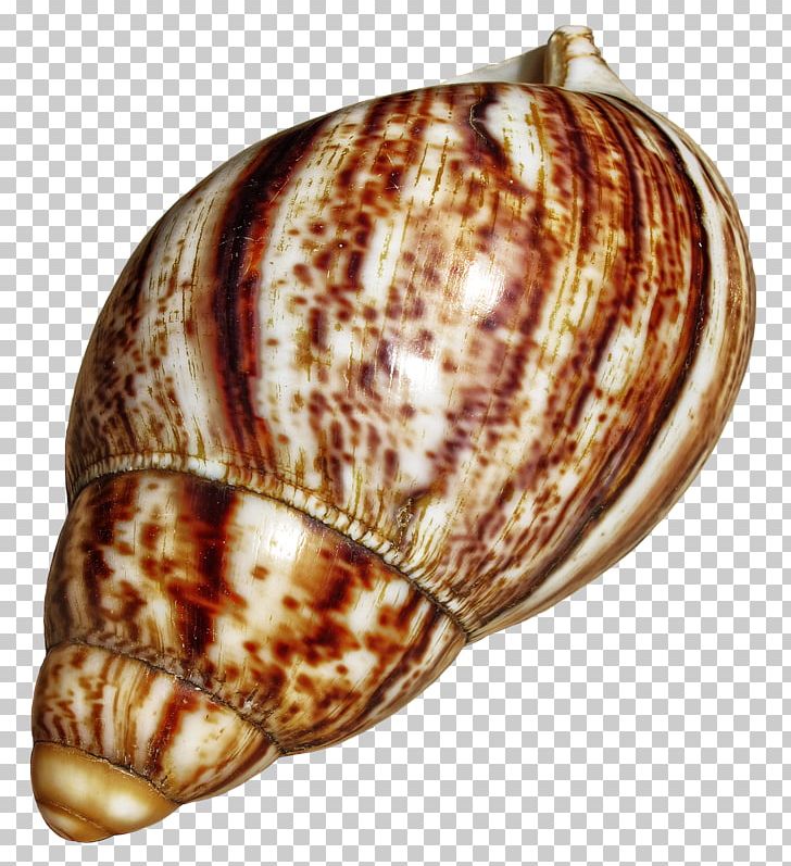 Giant African Snail Gastropods Escargot Achatina Achatina PNG, Clipart, Achatina, Achatina Achatina, Animals, Cockle, Conch Free PNG Download