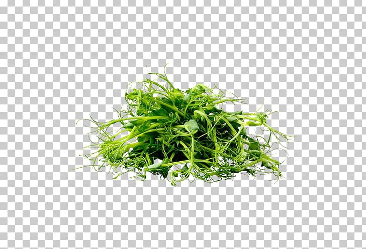 Herb Basil Health Greens Cuba. CUBASI PNG, Clipart, Basil, Cuba, Employment Agency, Fines Herbes, Frequency Free PNG Download