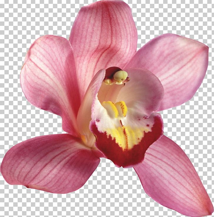Orchids Flower PNG, Clipart, Cattleya, Cattleya Orchids, Clip Art, Cut Flowers, Drawing Free PNG Download