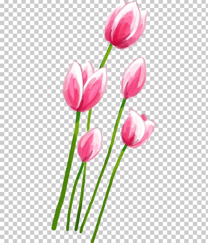 Tulip Pink Petal PNG, Clipart, Download, Encapsulated Postscript, Floral Design, Floristry, Flower Free PNG Download