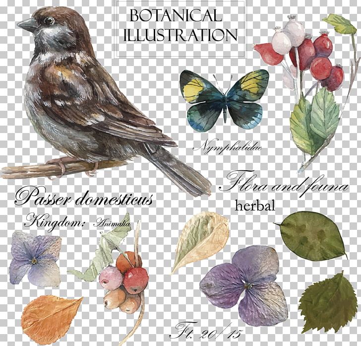 Bird Drawing Botanical Illustration Illustration PNG, Clipart, Bird, Bird Cage, Botany, Branch, Cartoon Free PNG Download