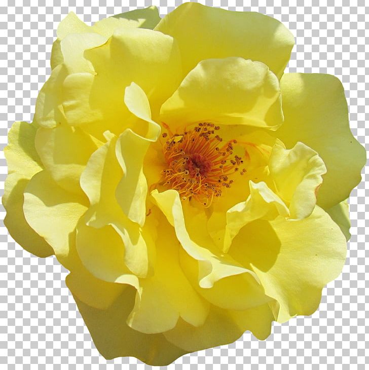 Flower Rosa Rubiginosa Garden Roses Floral Design PNG, Clipart, Bien Can, Color, Cut Flowers, Floral Design, Floribunda Free PNG Download