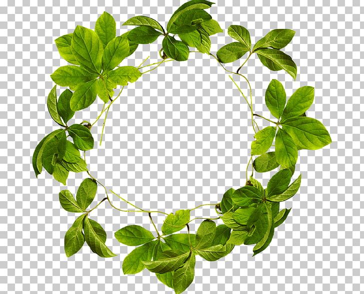 Leaf Others Encapsulated Postscript PNG, Clipart, Computer Software, Data, Encapsulated Postscript, Herb, Herbalism Free PNG Download