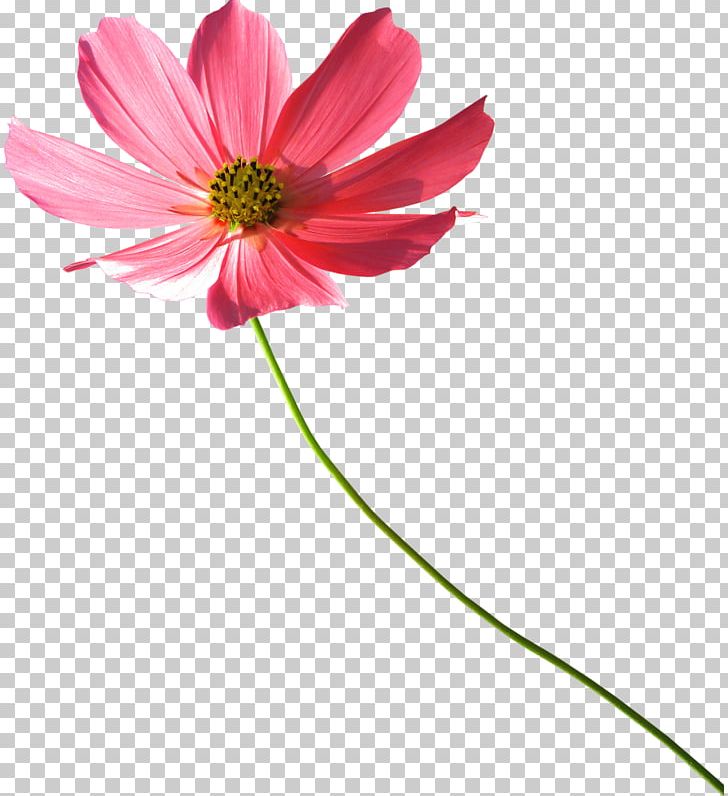 Cut Flowers Daisy Family Transvaal Daisy Chrysanthemum PNG, Clipart, Chrysanthemum, Chrysanths, Cicek Resimleri, Common Daisy, Cosmos Free PNG Download