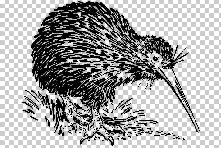 New Zealand Bird T-shirt PNG, Clipart, Animals, Beak, Bird, Black And White, Business Free PNG Download
